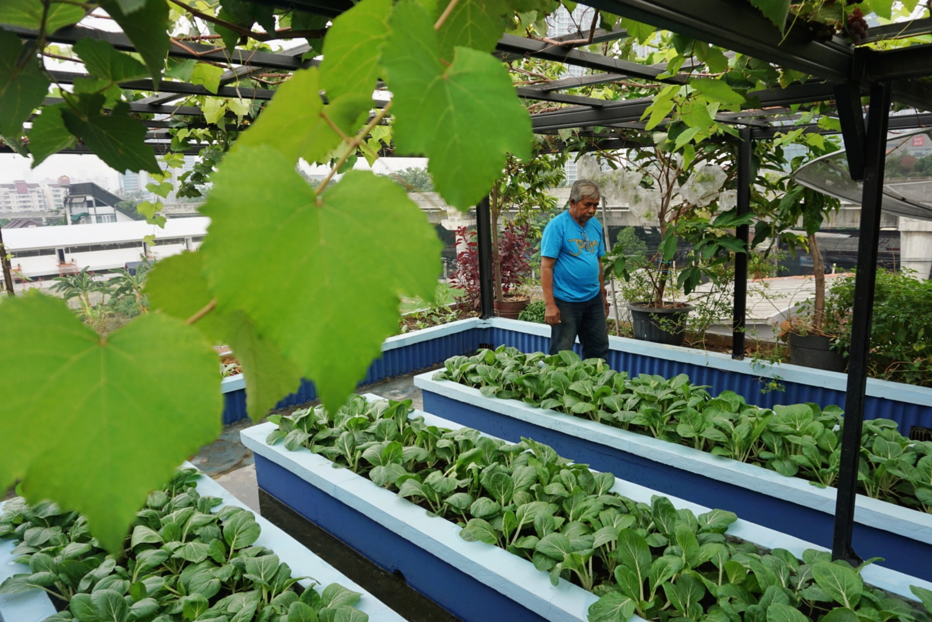 Ilustrasi pertanian urban