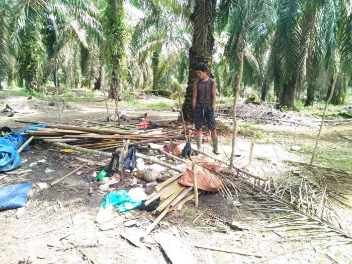 Orang Rimba di sekitar perkebunan sawit menyaksikan sudung (rumahnya) rusak saat terjadi konflik dengan sekuriti perusahaan sawit. 