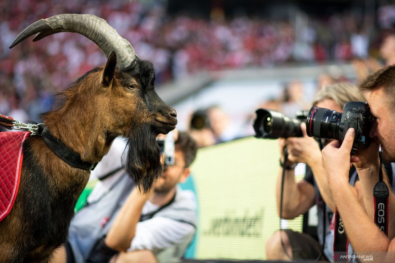 Hennes si Kambing tak Lagi Dampingi FC Cologne Selama Pandemi