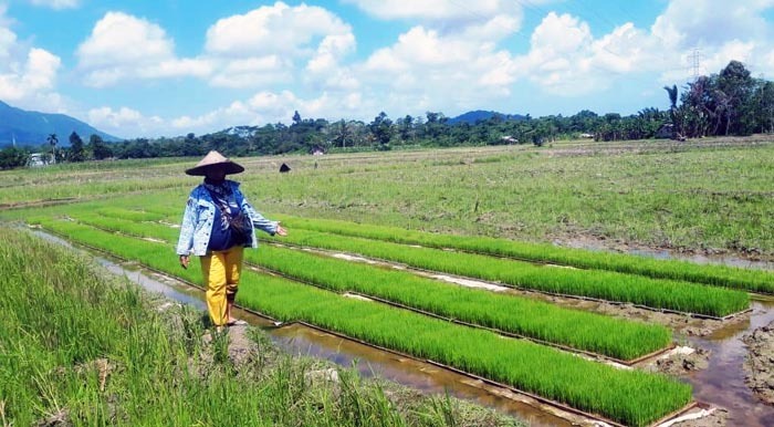 Petani Singkawang tengah menyemai benih padi. 