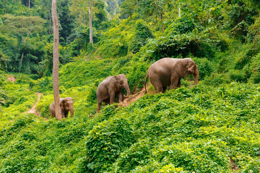 Gajah-gajah di hutan Chiang Mai. 