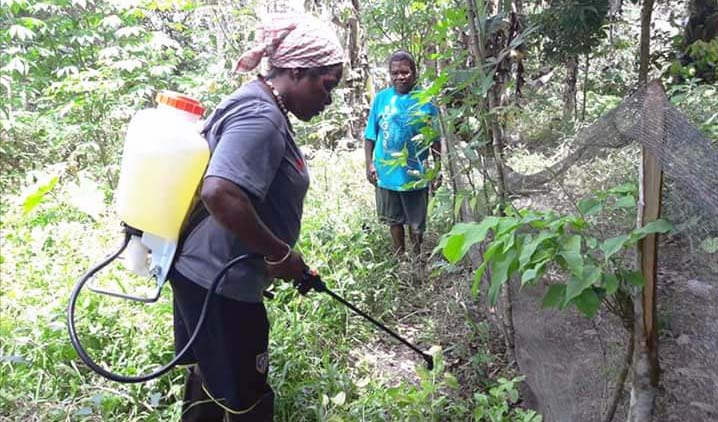 Mama Papua memanfaatkan pekarangan rumah dan lahan kosong untuk budidaya tanaman lokal seperti keladi, petatas, di tengah wabah Covid-19.