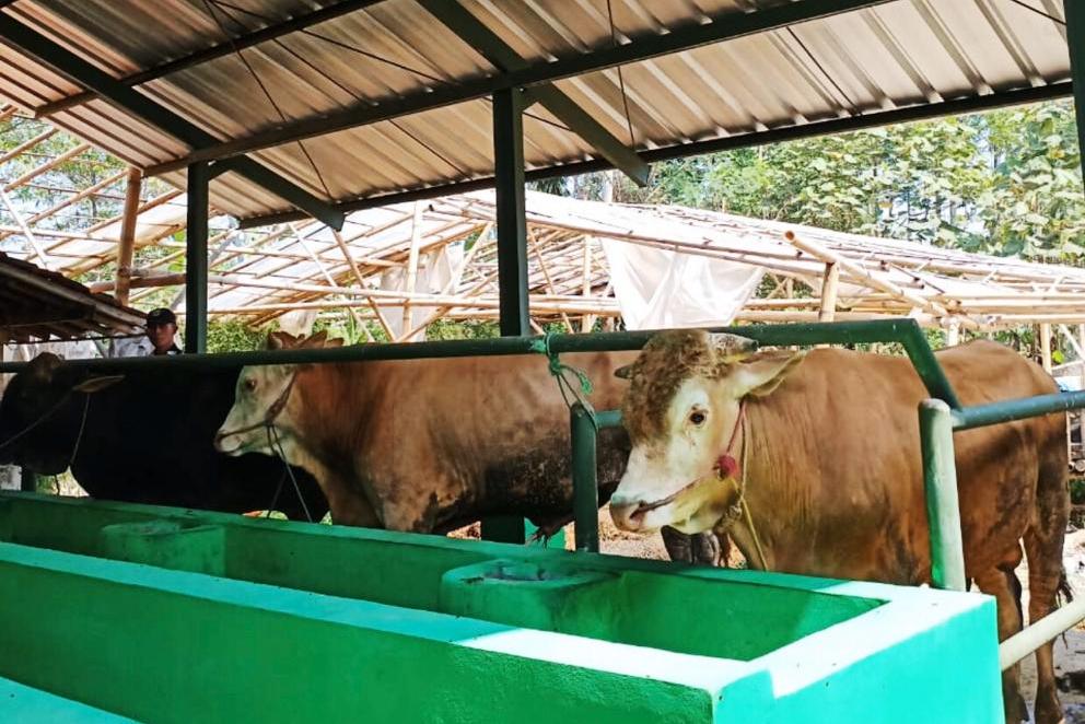 Kandang sapi Koperasi Brahman Sejahtera