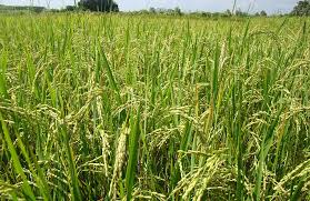 Varietas Inpari 32 dan Inpari 42 yang merupakan benih unggul bantuan dari Kementerian Pertanian.