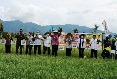 Mentan SYL saat panen bawang merah di Bima, NTB, Kamis (28/5).