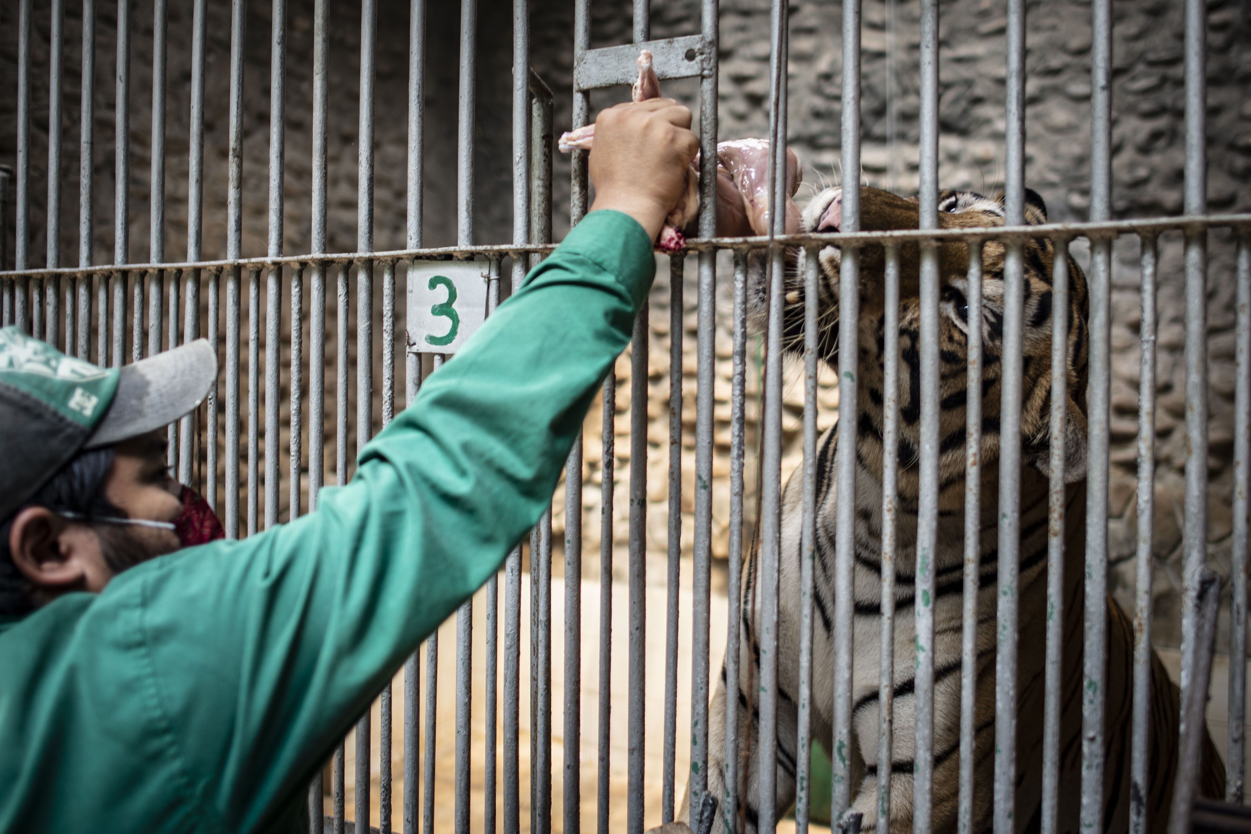 Petugas memberikan makan harimau di Taman Margasatwa Ragunan, Jakarta.