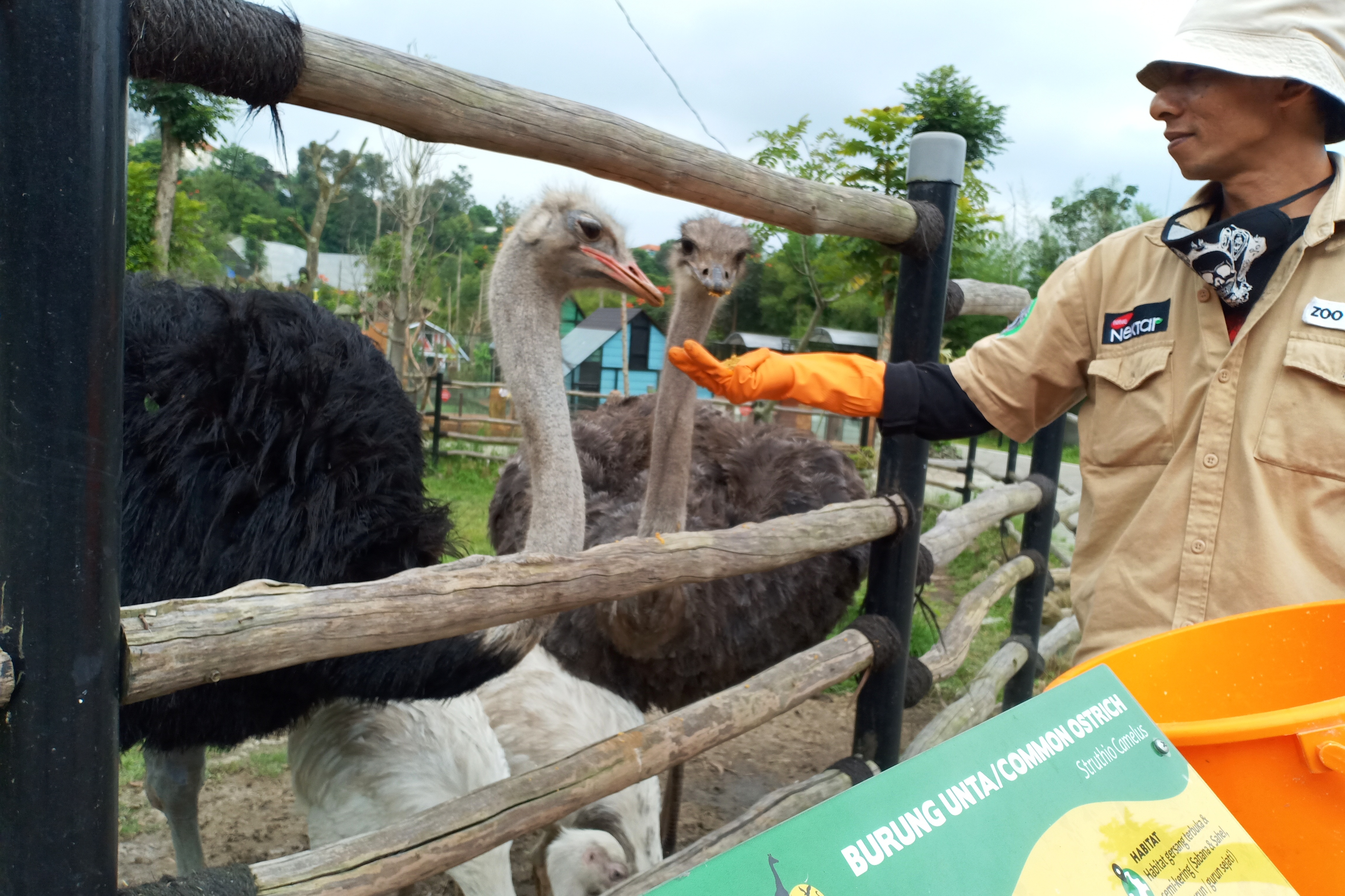 Pekerja memberikan pakan untuk hewan burung unta di Lembang Park & Zoo di Kabupaten Bandung Barat, Minggu (3/5).