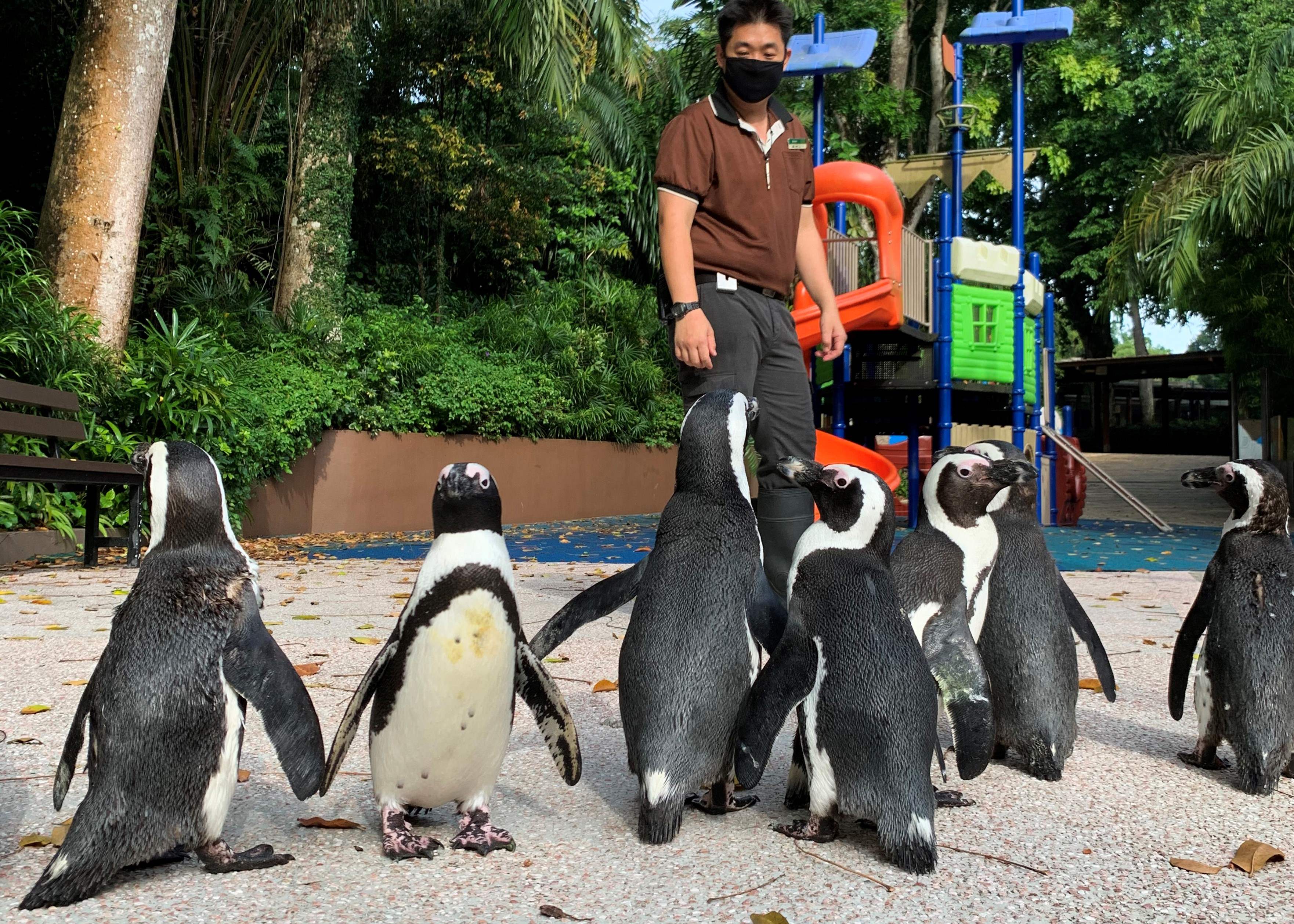  Penguin-penguin di  Kebun Binatang Singapura dibiarkan mengeksplorasi lingkungan kebun binatang yang kosong sebab sedang ditutup (30/4)