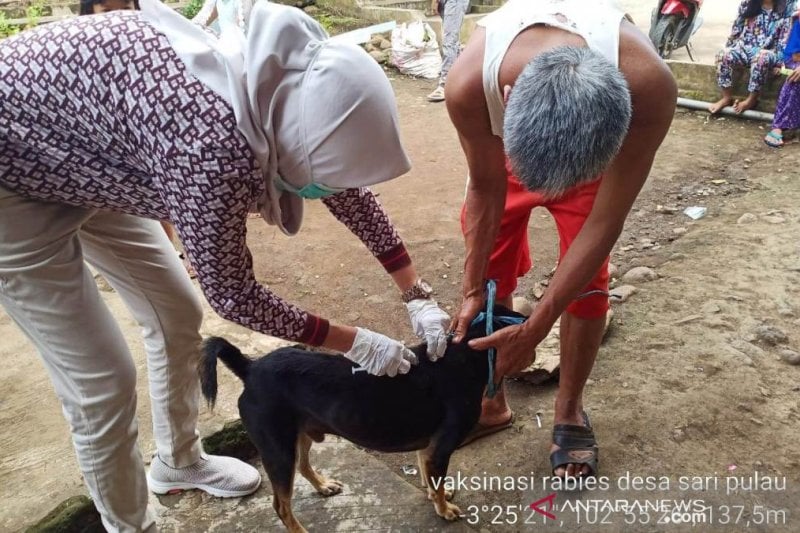 Petugas Puskeswan Curup saat melakukan vaksinasi HPR di wilayah itu belum lama ini.