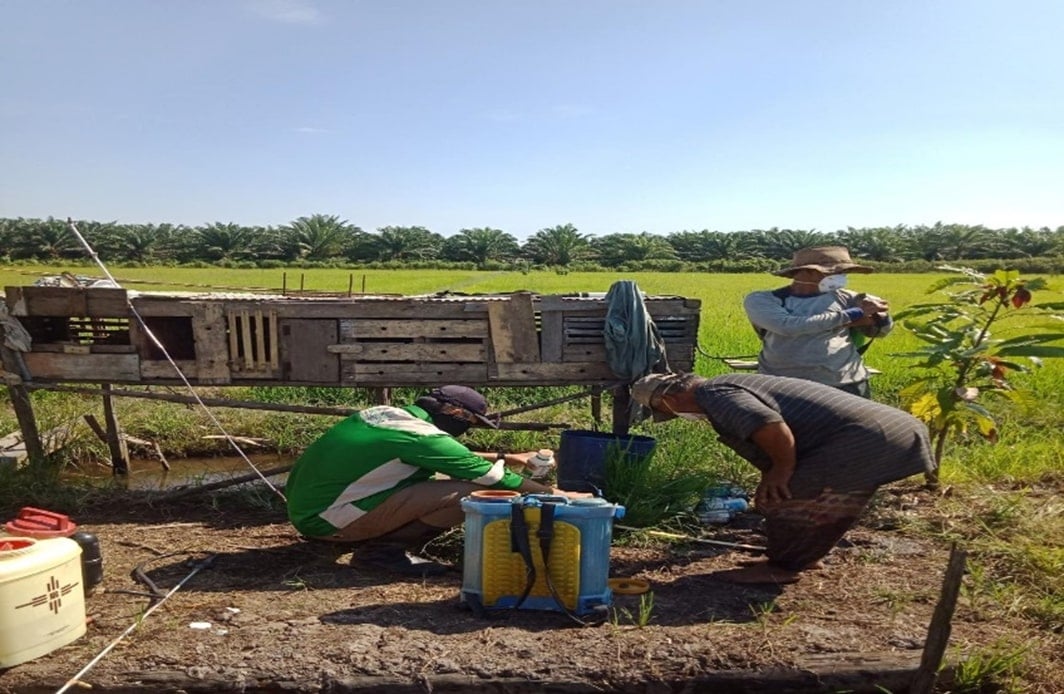 Petani dan penyuluh pertanian melakukan gerakan pengendalian untuk OPT Blas (Pyricularia oryzae).