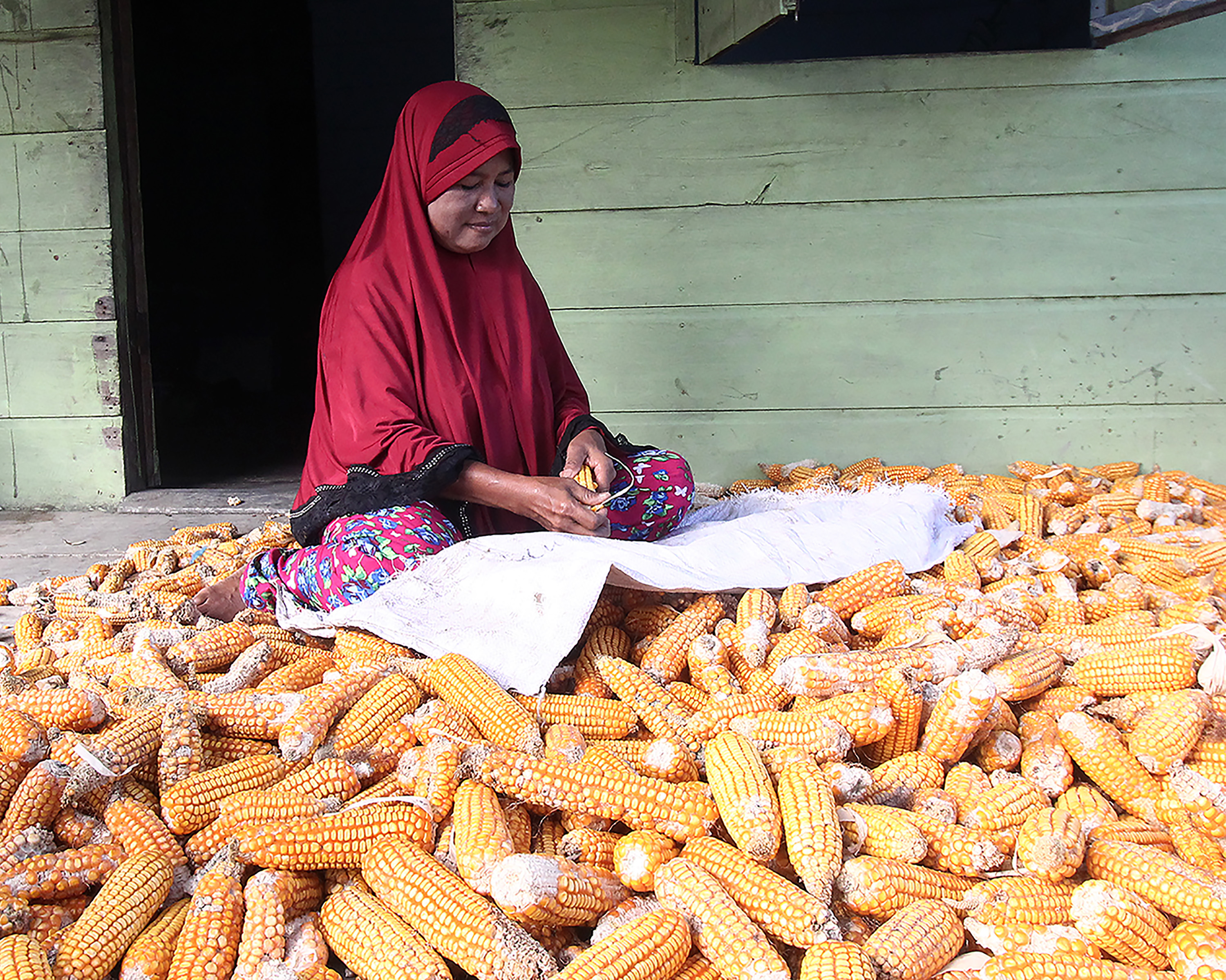 Seorang petani mengupas biji jagung di Bagansiapiapi, Rokan Hilir, Riau.