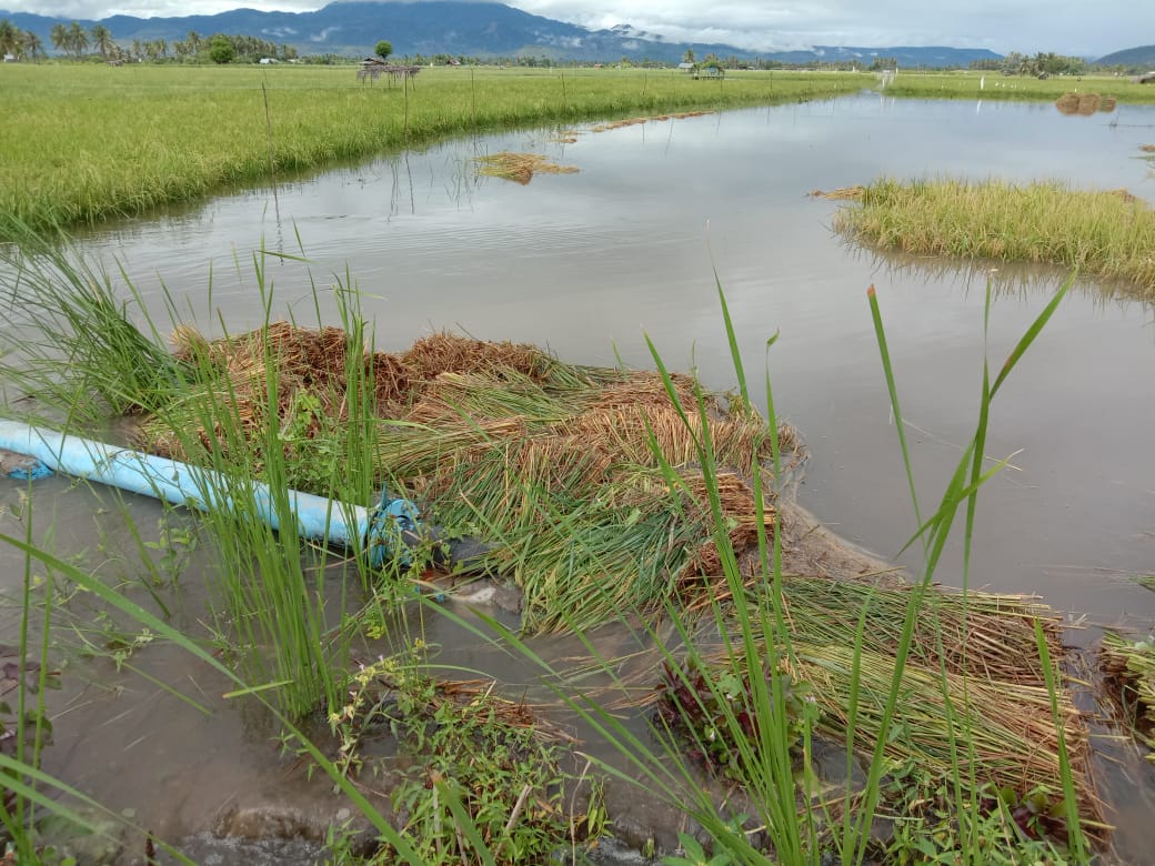 Petani Gagal Panen karena Sawah Terendam Banjir