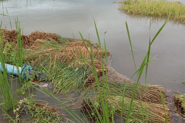 Sawah terendam banjir