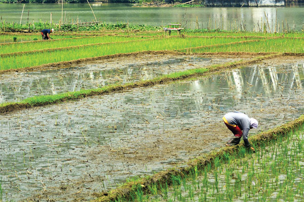 Para petani tengah merawat tanaman padi yang baru saja ditanam di area persawahan di Rawalo, Banyumas, Jawa Tengah, kemarin.