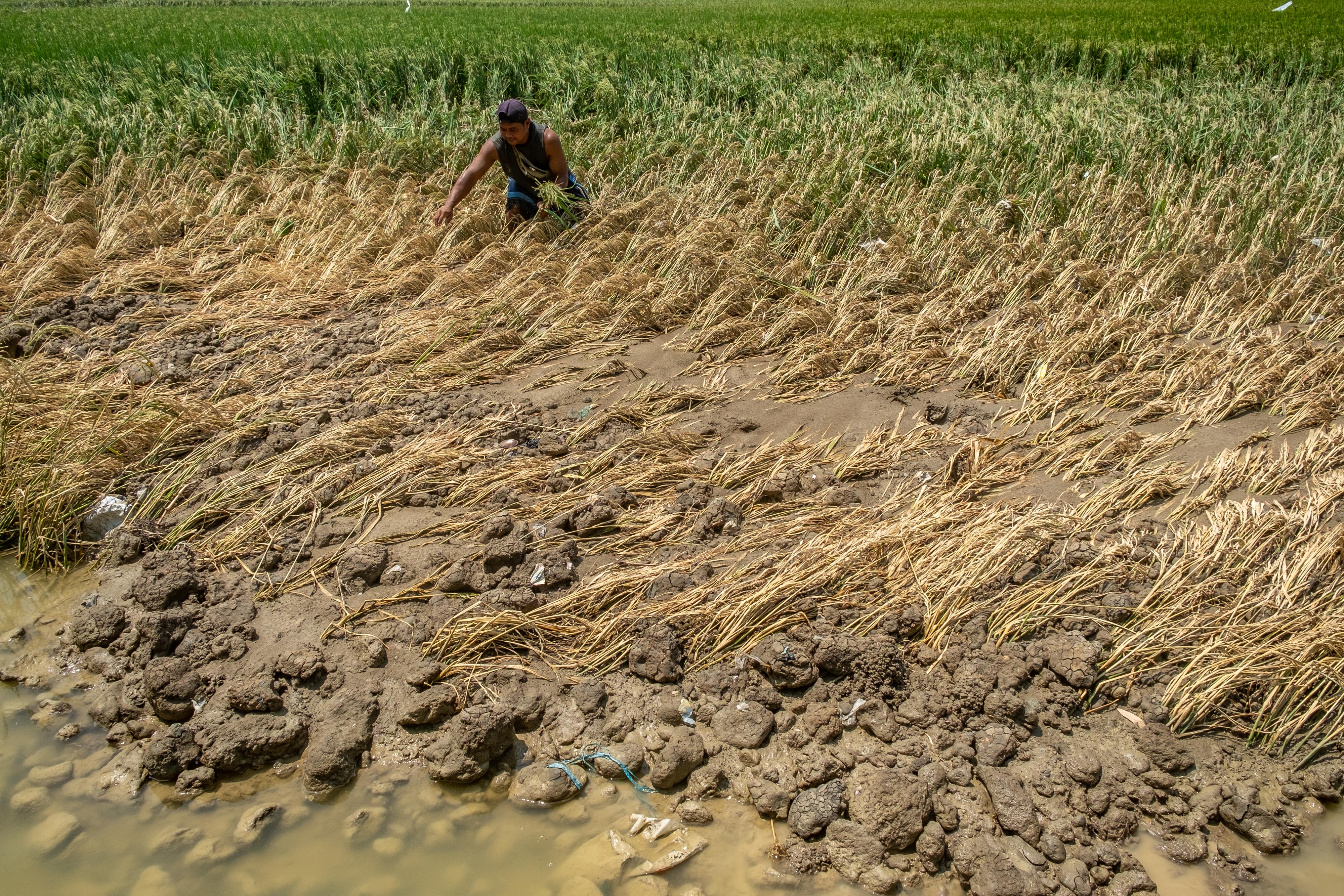 Ilustrasi tanaman padi ambruk akibat angin kencang