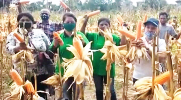 Petani dari Klompok Tani  Bersaudara, panen jagung di lahan seluas 10 hektare di Desa Tuafanu, Kecamatan Kualin, Timor Tengah Selatan