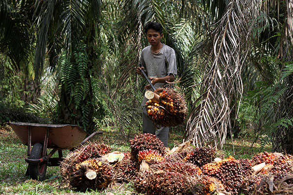 Perkebunan sawit di wilayah Provinsi Riau.