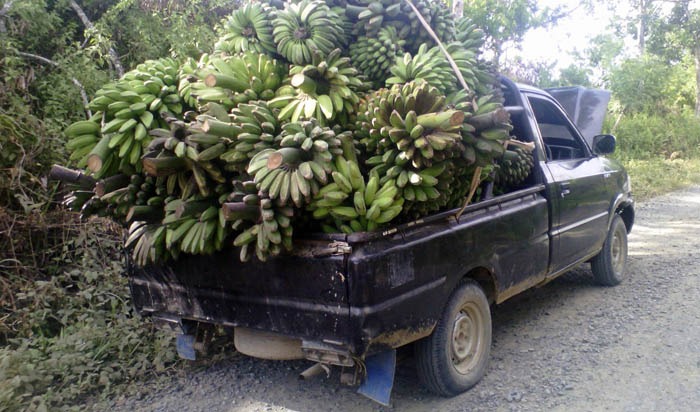 Ekspor berlangsung tiap hari, minimal satu ton dari hasil produksi perkebunan pisang seluas 1,6 hektar melalui jalur laut ke Malaysia.