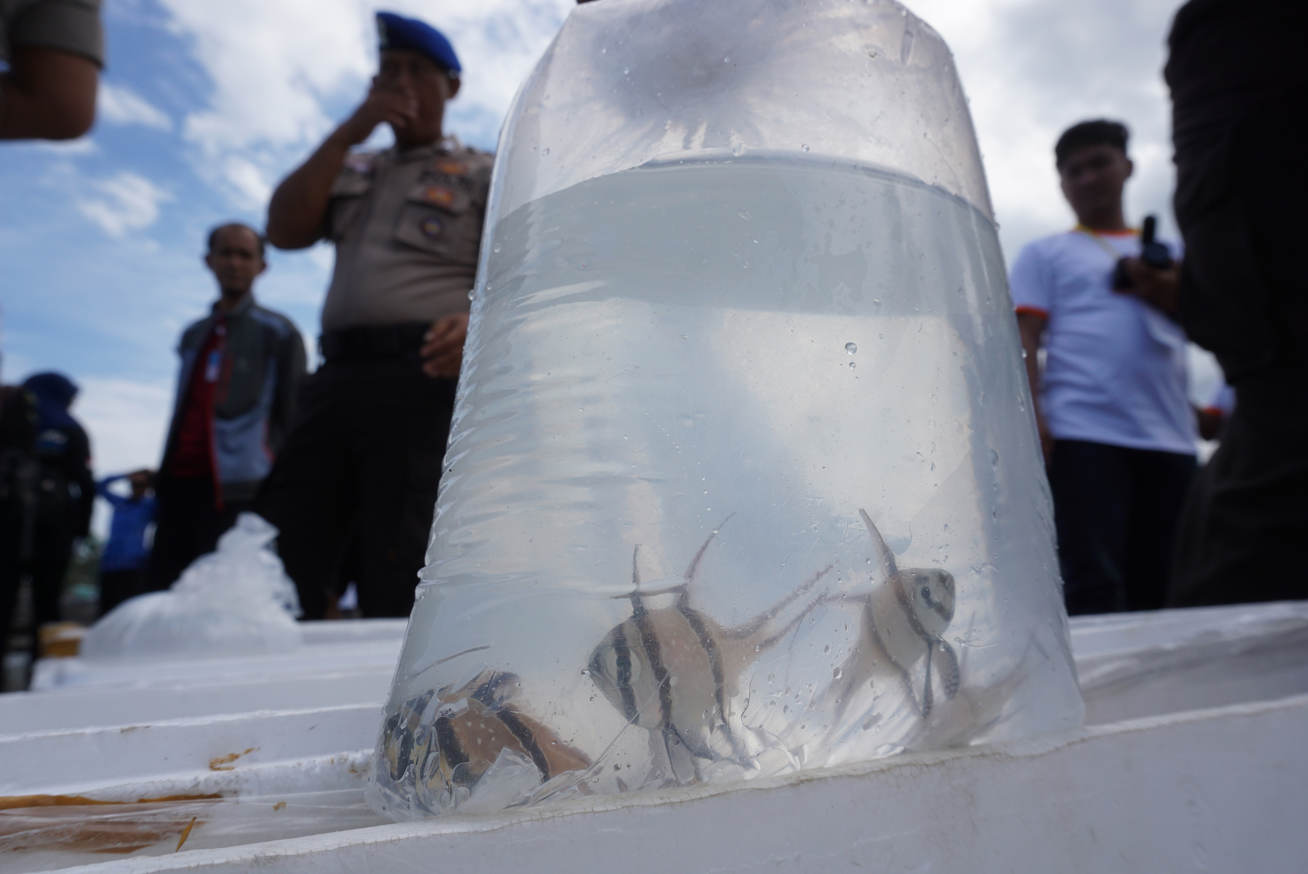 Petugas menyiapkan kantong berisi ikan yang akan dilepasliarkan di Pantai Teluk Palu, Sulawesi Tengah, Rabu (17/7/2019).