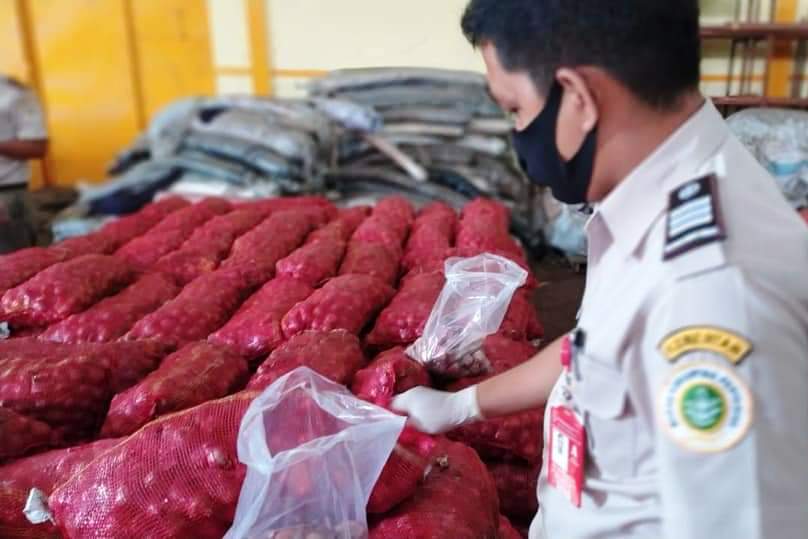 Seorang petugas karantina pertanian sedang memeriksa tumpukan goni bawang merah yang diselundupkan dari Malaysia.