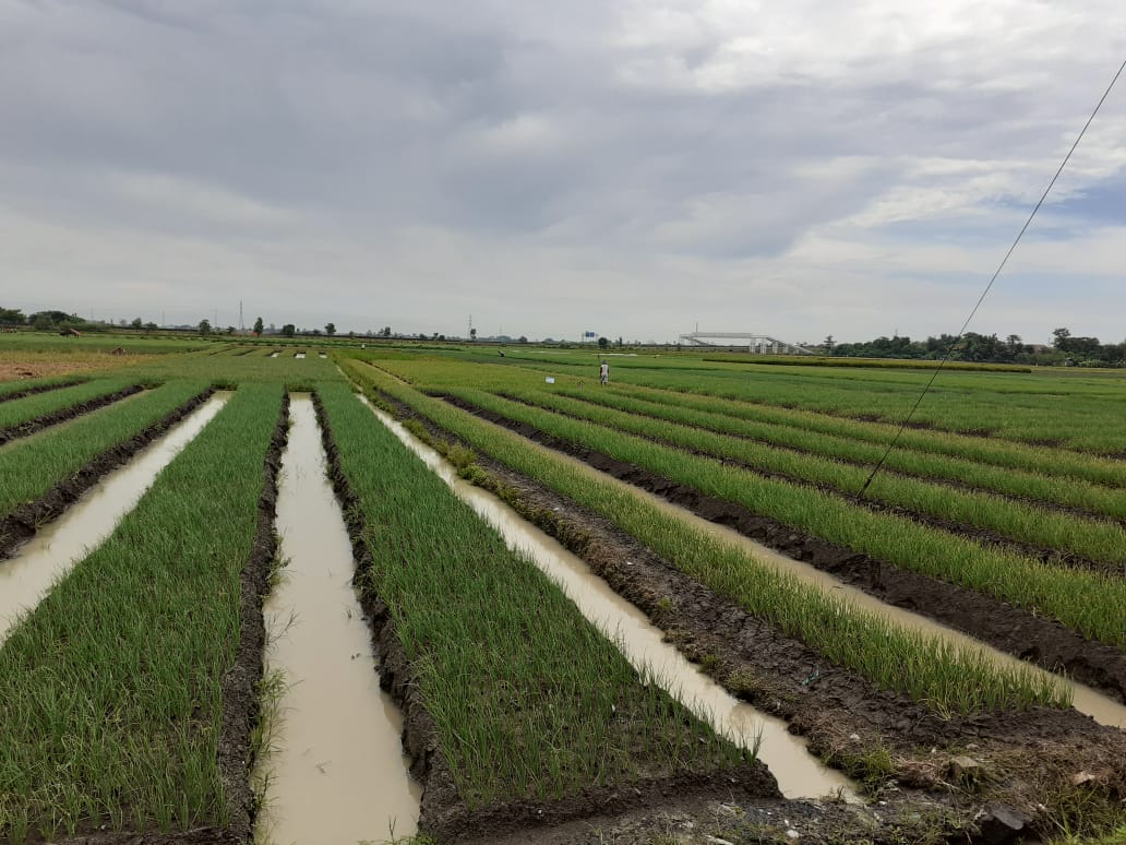 Areal tanaman bawang merah di Brebes, Jawa Tengah. 