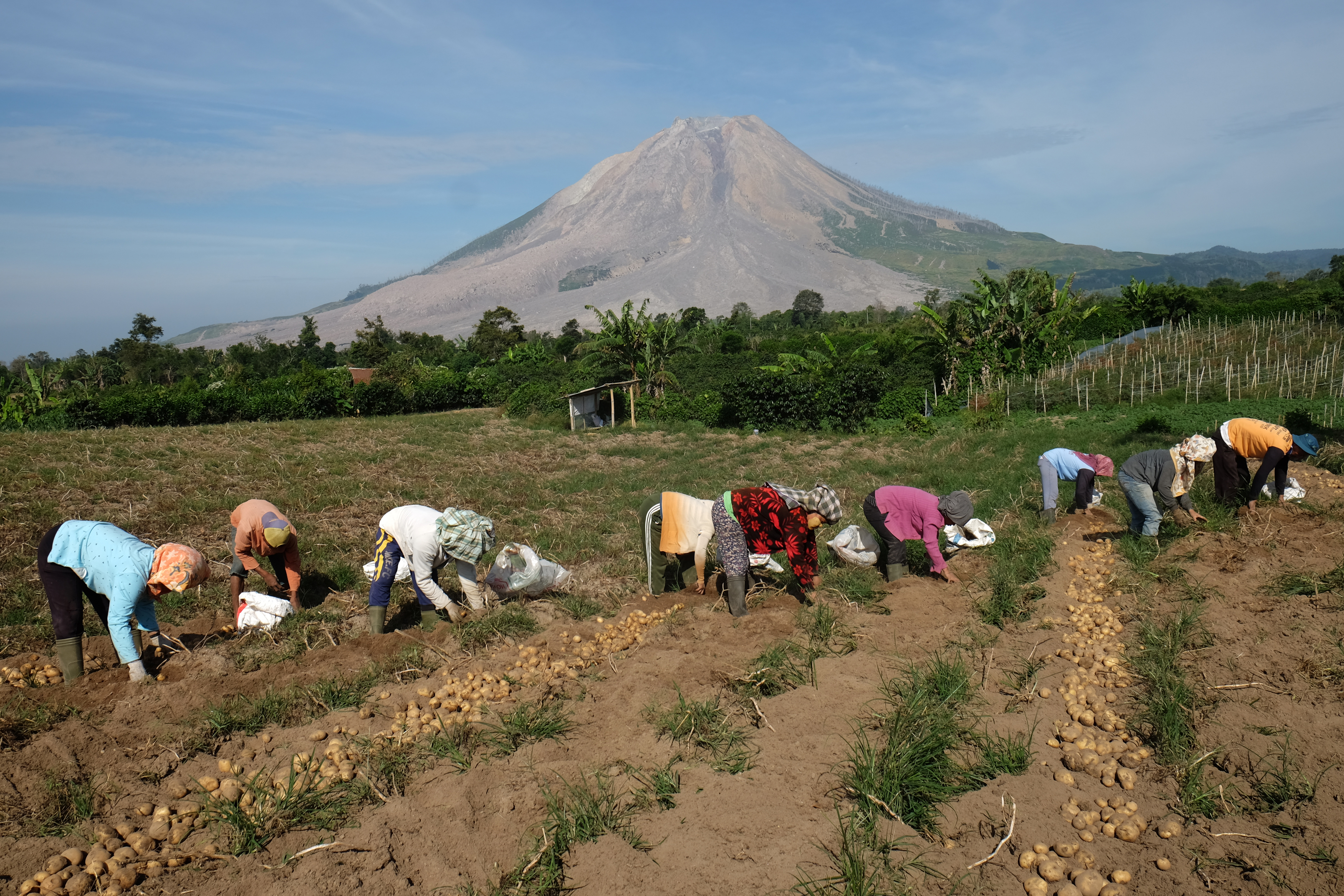  Perkebunan dengan latar belakang Gunung Sinabung di Desa Sukandebi, Karo, Sumatera Utara.