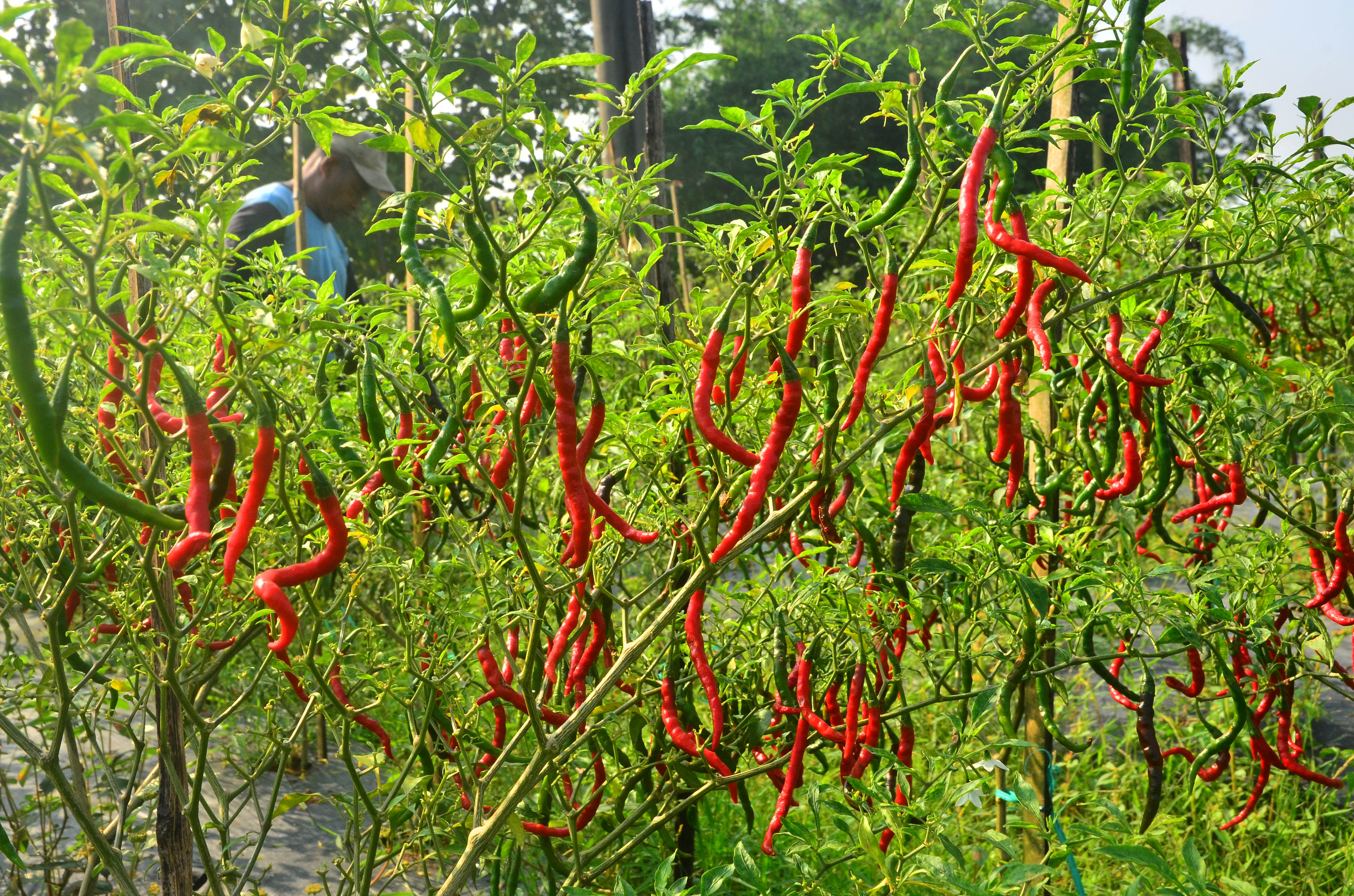 Ilustrasi petani cabai merugi dengan anjloknya harga cabai dan sepinya permintaan.