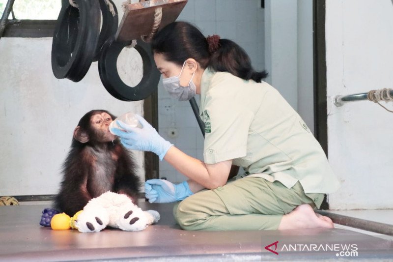 Keeper atau pegawai kebun binatang merawat salah satu satwa di Taman Safari Indonesia, Cisarua, Kabupaten Bogor Jawa Barat. 
