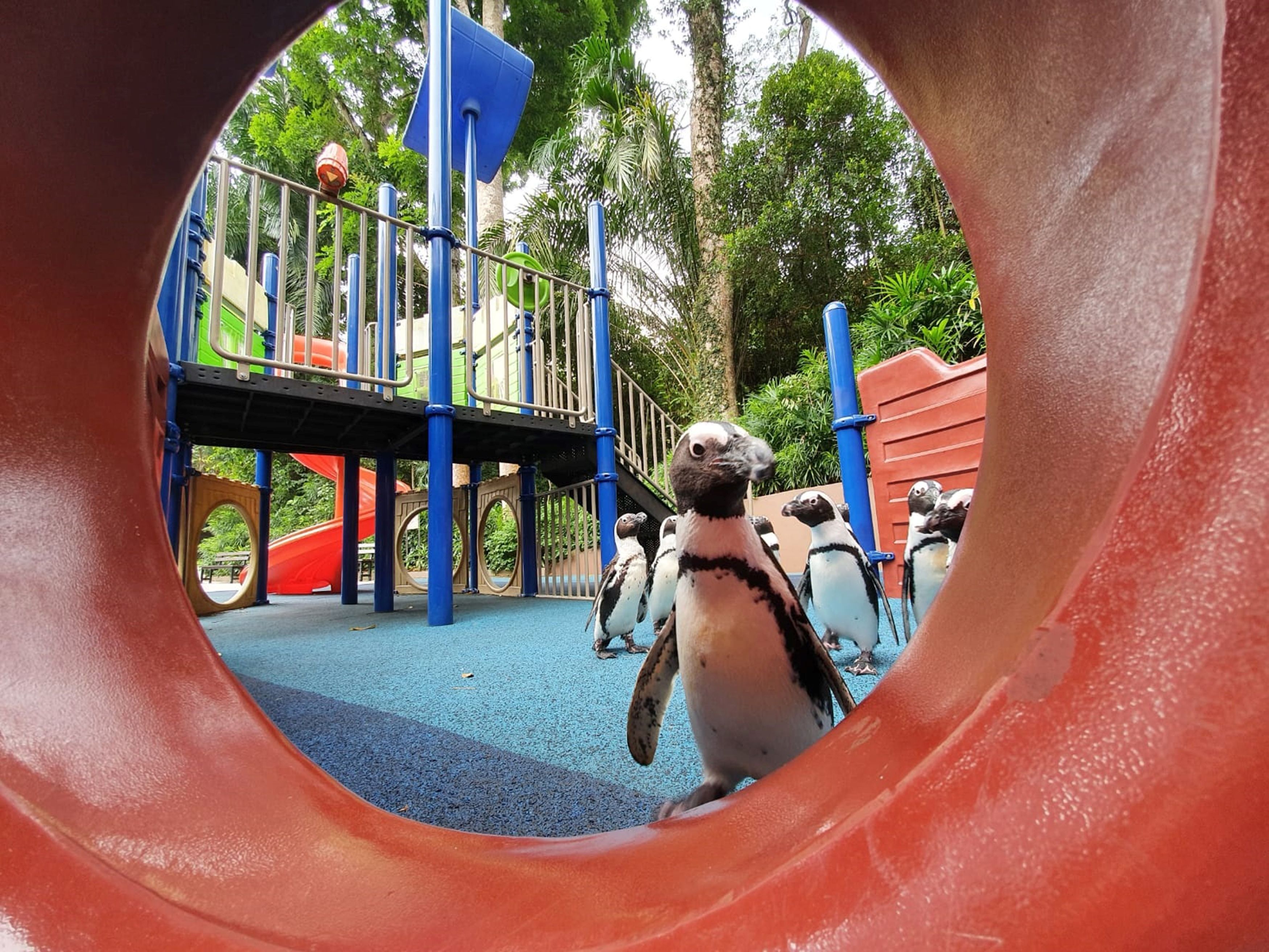 Penguin di Kebun Binatang Singapura, bermain di wahana anak