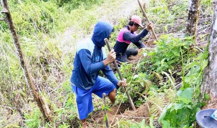 Penyuluh pertanian mendampingi petani Mamasa menanam kopi robusta.