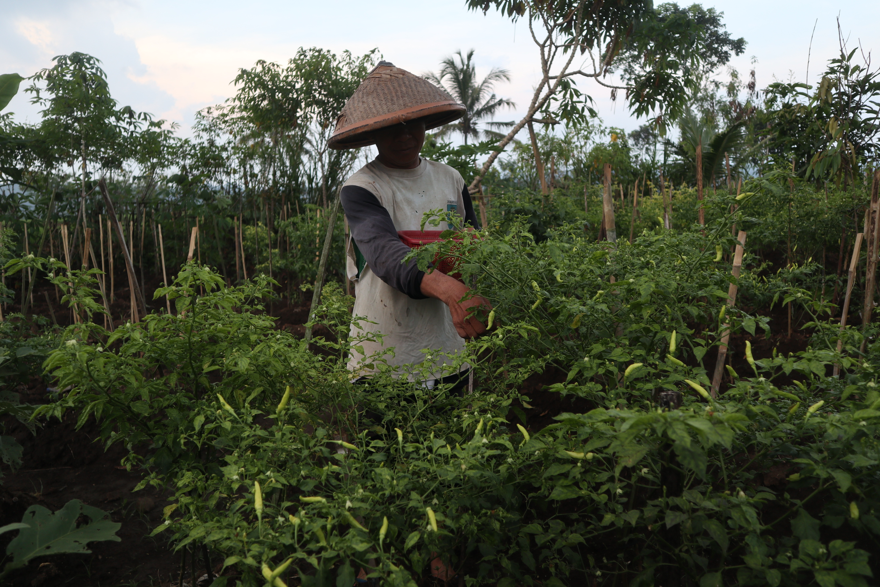 Petani cabai Temanggung panen cabai. Sayangnya harga cabai anjlok diduga permainan tengkulak menyebabkan petani rugi hingga 50%.