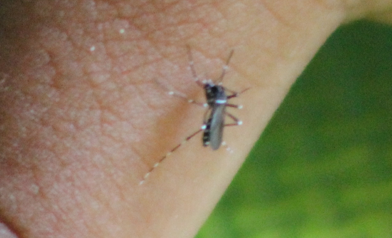 PASCA BANJIR ACEH TERJANGKIT MALARIA