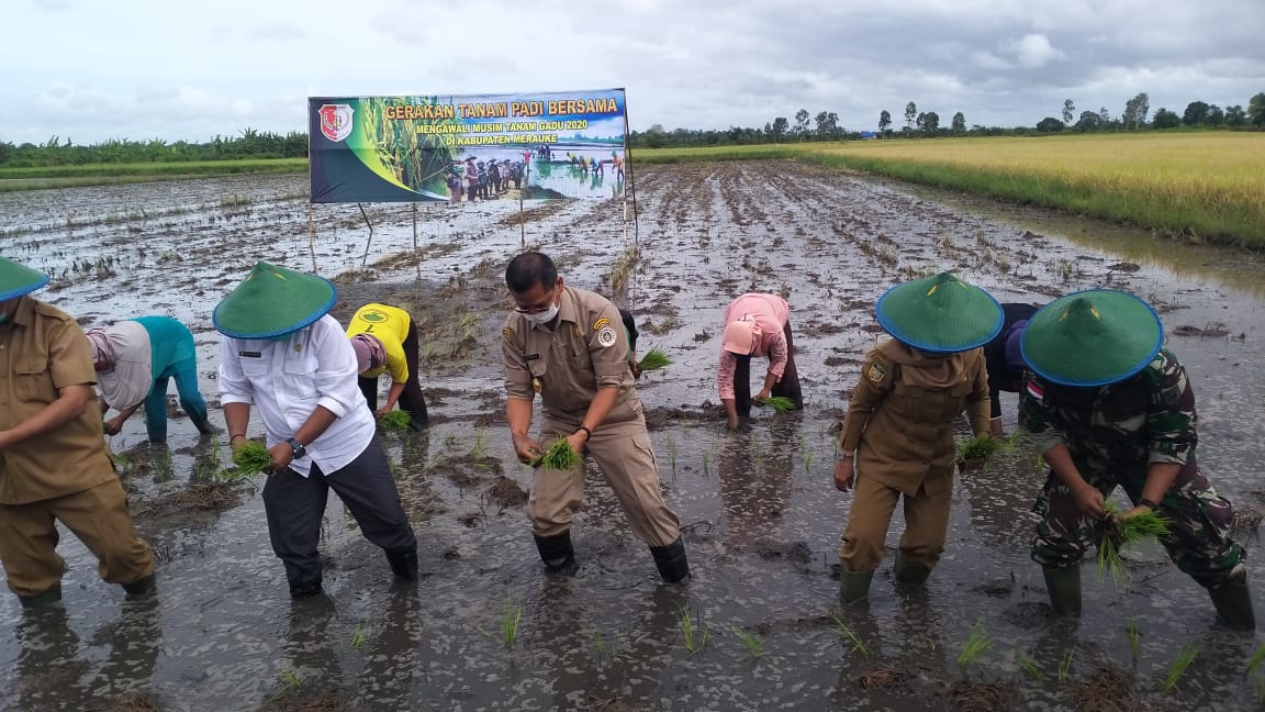Gerakan Tanam Padi Bersama mengawali musim tanam di Kabupaten Merauke, Papua  awal Mei 2020 