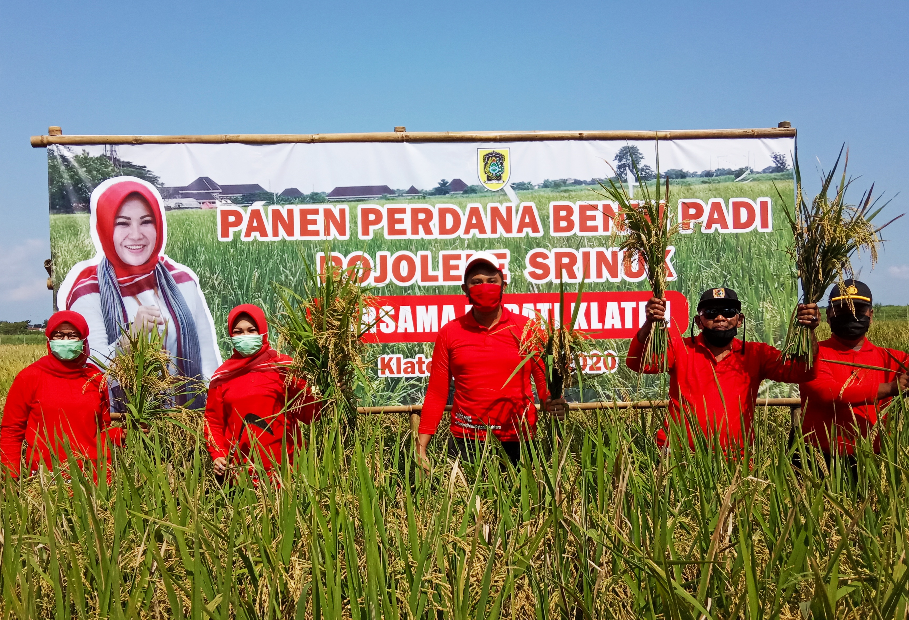 Panen raya benih padi rojo lele di Klaten