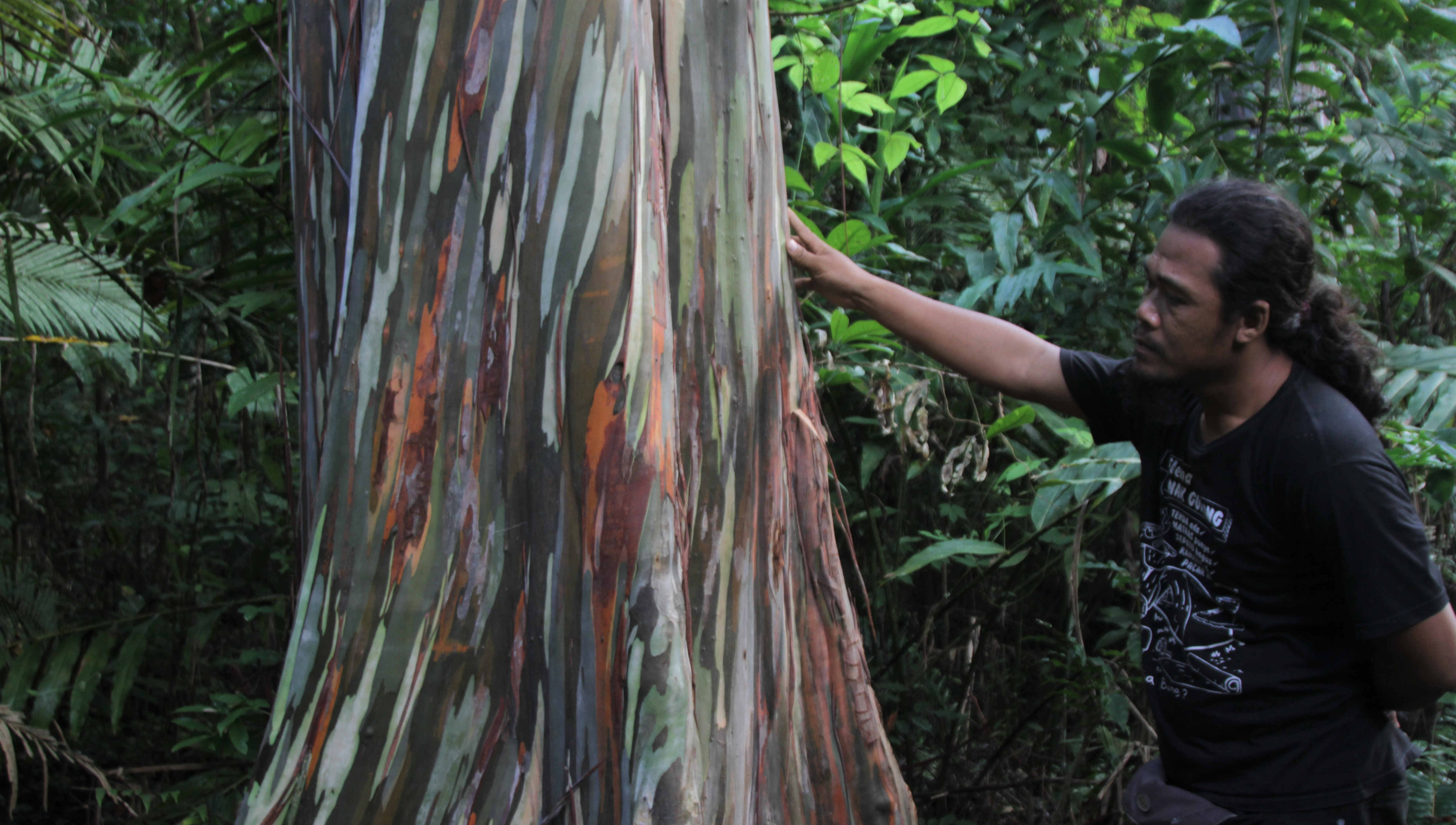Pengunjung berada dibawah pohon leda (Eucalyptus deglupta) di Kawasan Hutan Lindung Wakonti, Baubau, Sulawesi Tenggara, Selasa (19/2/2019).