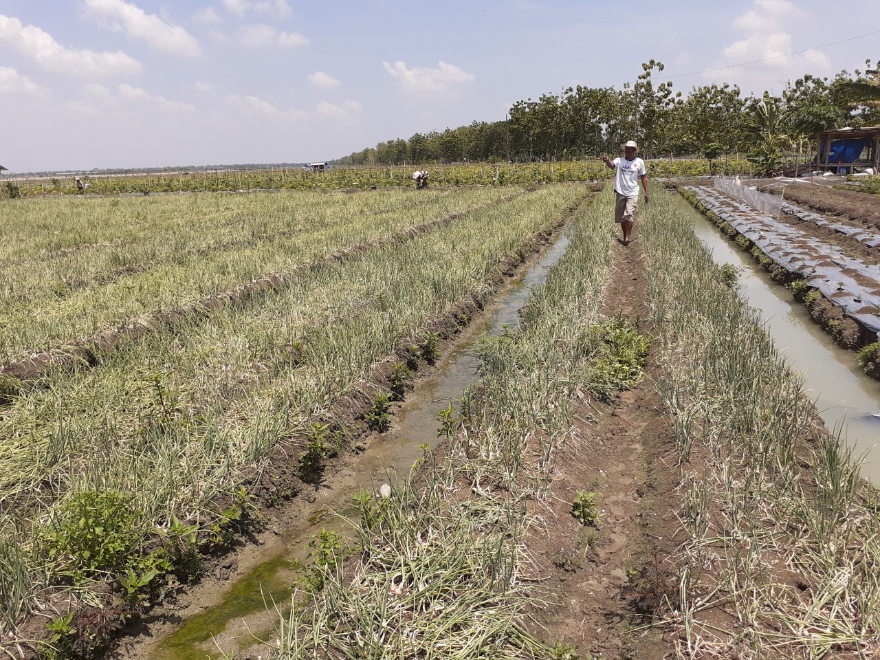 Petani bawang merah di tengah areal pertanian bawang. 