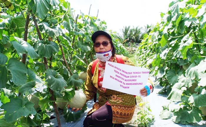 Petani di Desa Pamangka, Kabupaten Barito Selatan Kalteng tunjukkan panen melon. Selain melon, mereka juga panen raya semangka.