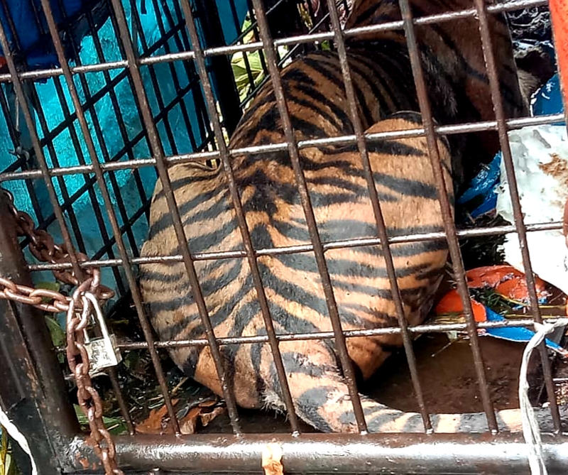 BBKSDA Riau berhasil mengevakuasi harimau sumatra di Desa Tanjung Simpang, Kecamatan Pelangiran, Kabupaten Indragiri Hilir, Riau.