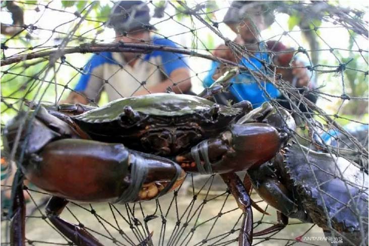 Nelayan mengikat kepiting bakau yang ditangkap di kawasan Desa Alue Raya, Kecamatan Samatiga, Aceh Barat, Aceh, Kamis (30/4/2020).