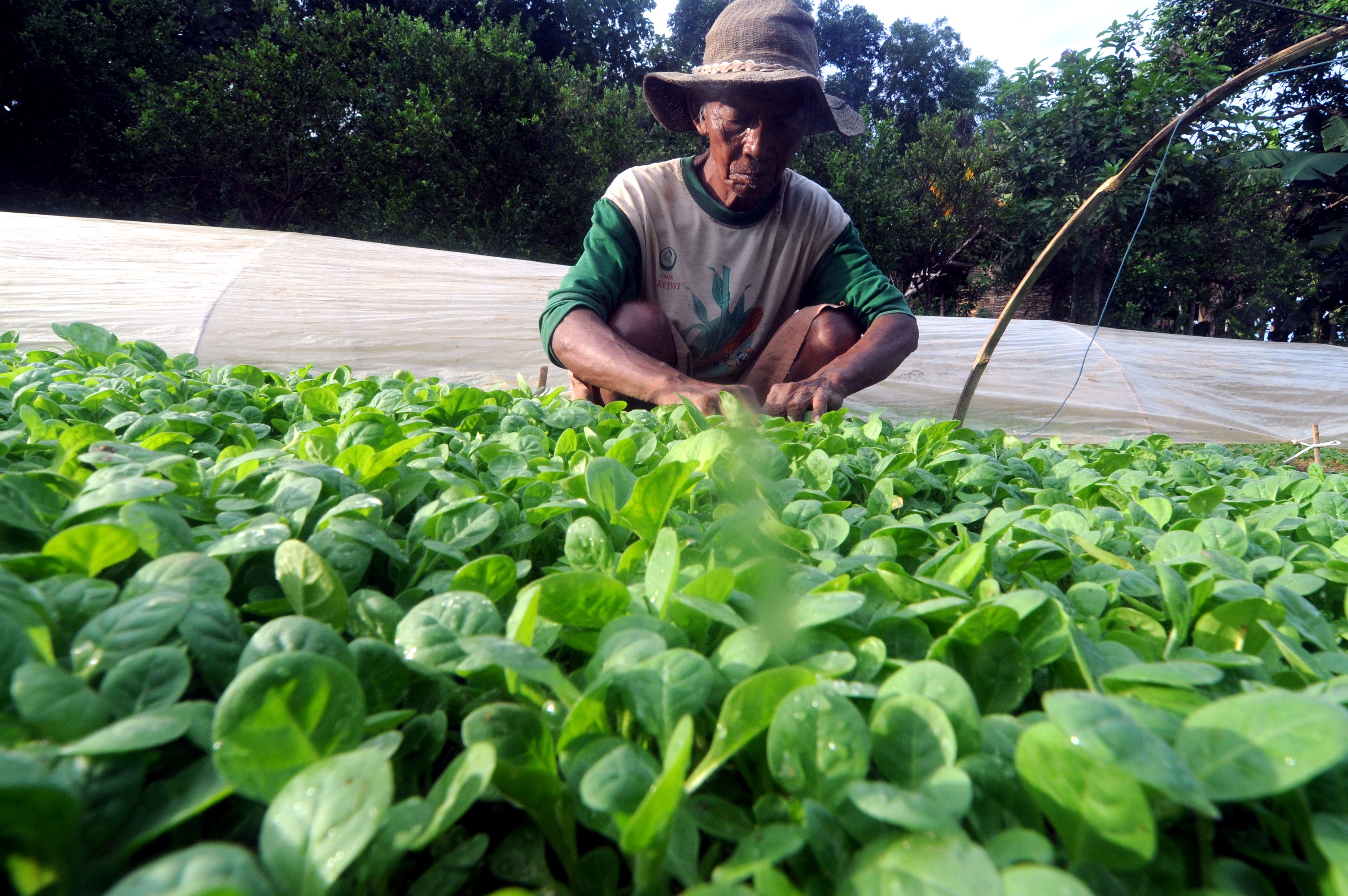 Ilustrasi--Petani merawat bibit tembakau di Desa Penagguan, Pamekasan, Jawa Timur