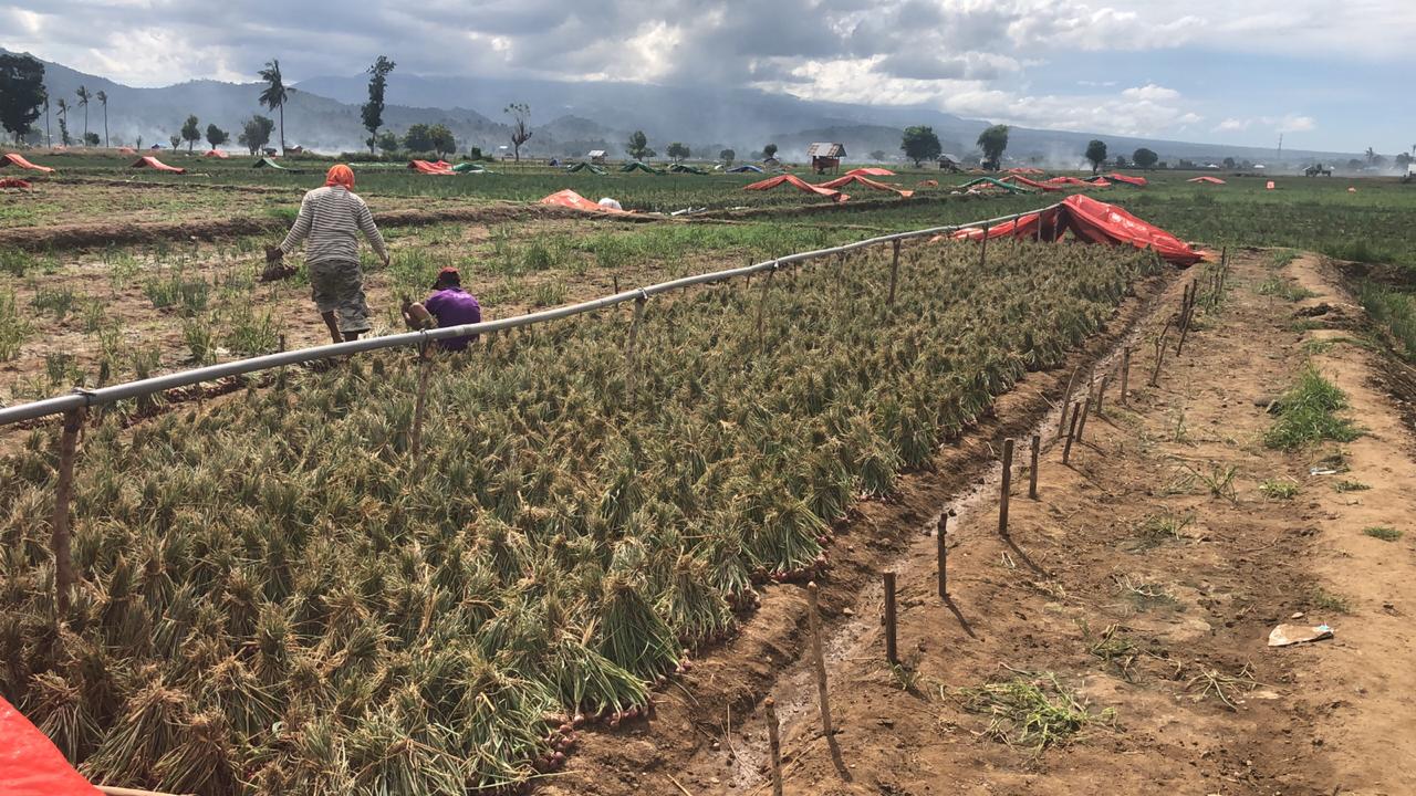 Petani bawang merah di Bima.