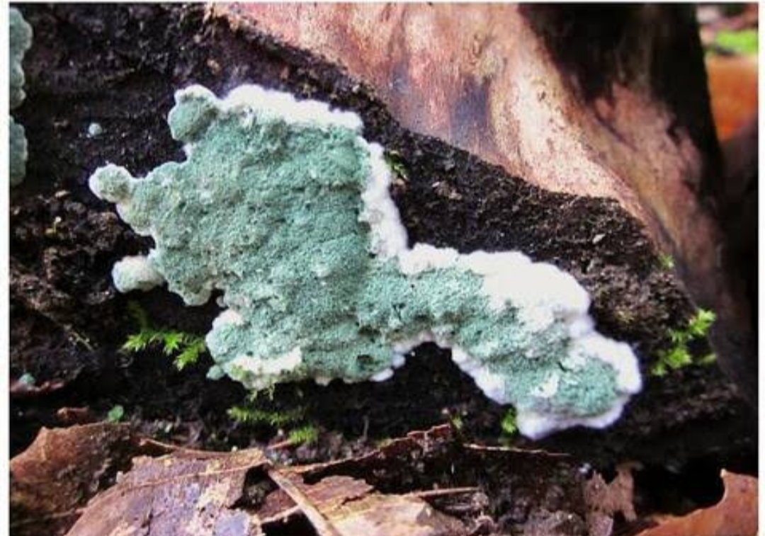 UPTD PTPH Kaltim sudah mampu memproduksi isolat Trichoderma spp.