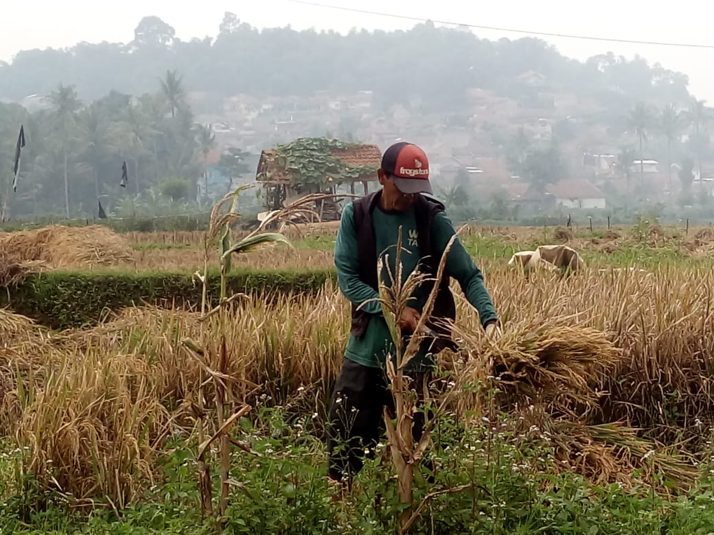 Petani di Kecamatan Jatinangor menikmati panen raya, Sabtu (9/5/2020).