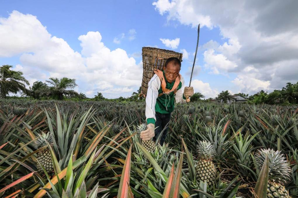 Petani nanas di Desa Penyengat.