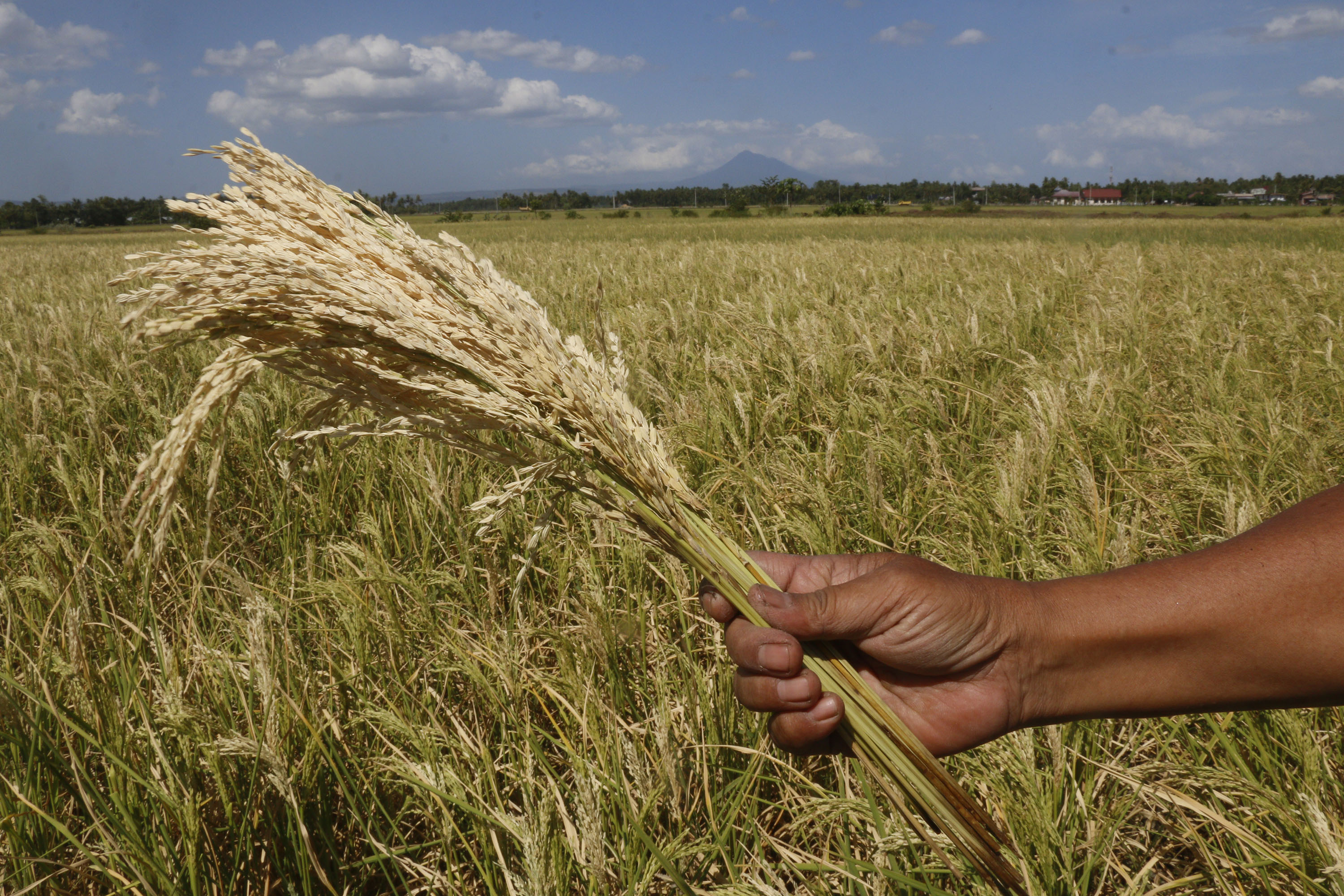 Petani memperlihatkan padi gabug akibat serangan hama penggerek batang 