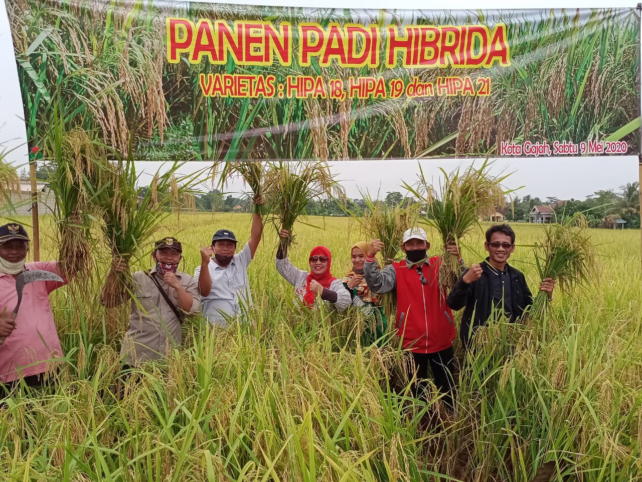 Panen padi hibrida di Kampung Kota Gajah, Kecamatan Kota Gajah, Lampung Tengah. 