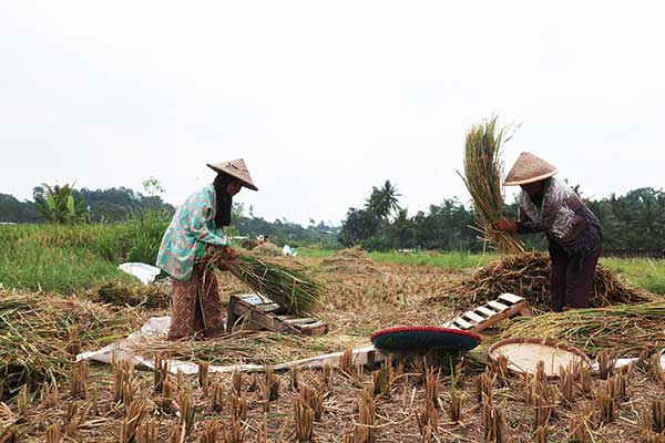 Petani merontokkan gabah hasil panen di persawahan di Desa Madureso, Temanggung, Jawa Tengah, kemarin.