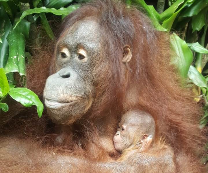 Orangutan melahirkan bayi betina pukul 05.00 pada Senin (25/5) di Taman Safari Indonesia, Cisarua, Bogor, Jawa Barat. 