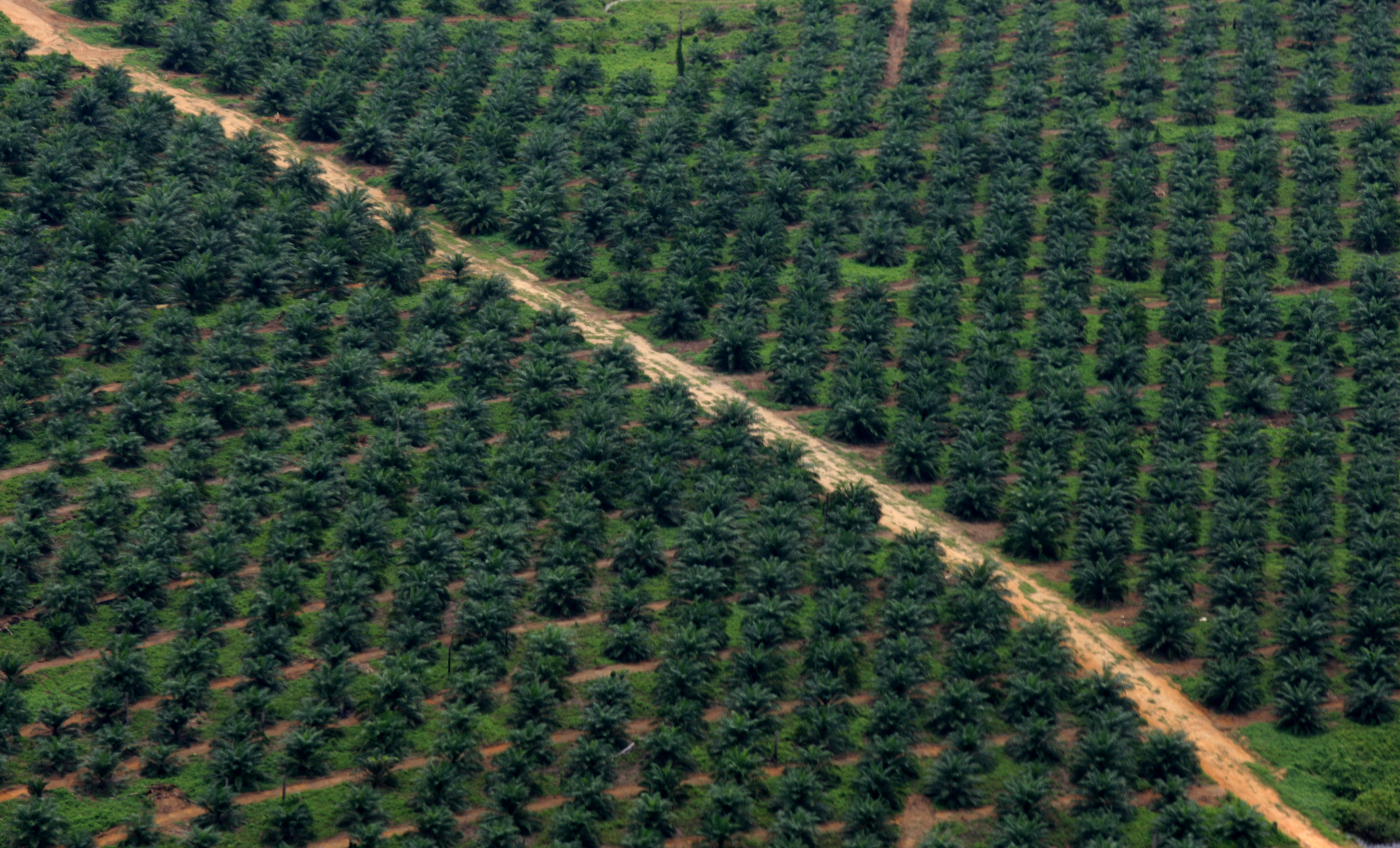 Perkebunan sawit di Kalimantan Tengah