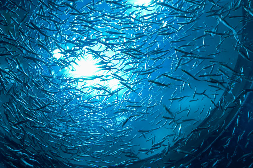 Pemanasan global juga mengancam kehidupan makhluk-makhluk di laut. 